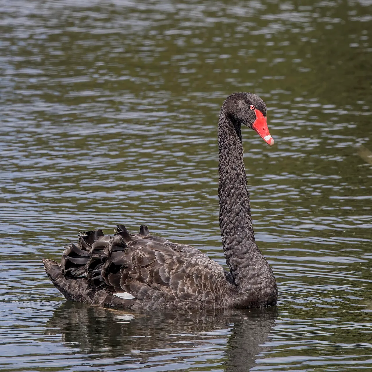 blackSwan